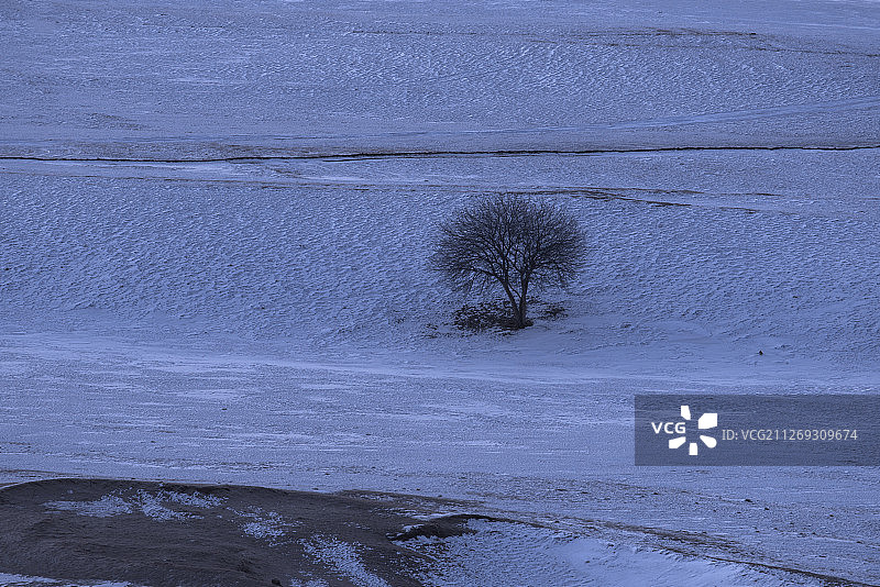 雪地上山坡上的树木图片素材