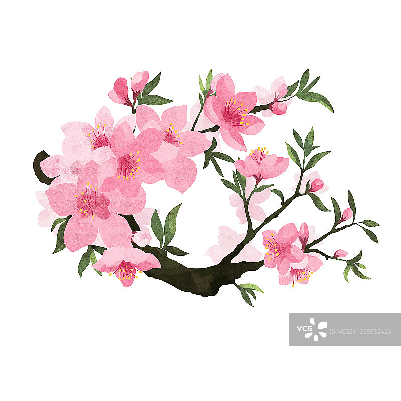 节气三月春分盛开的桃花插画图片素材