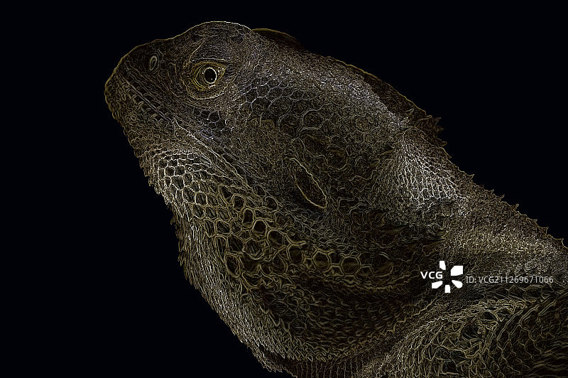 近距离观察鬣蜥的头部图片素材