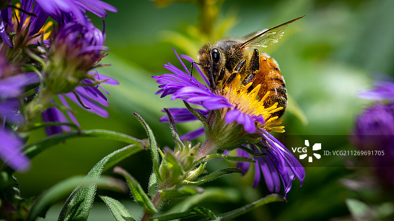 蜜蜂在花上图片素材