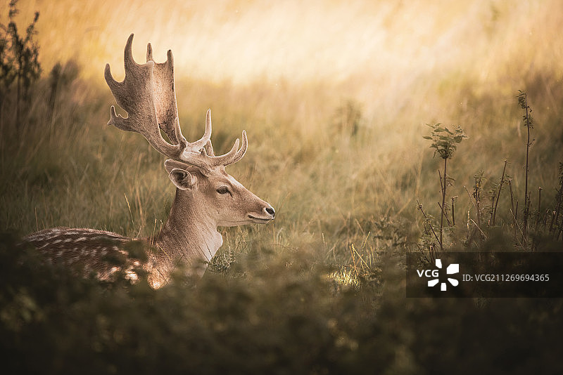 英国什鲁斯伯里草地上的鹿图片素材