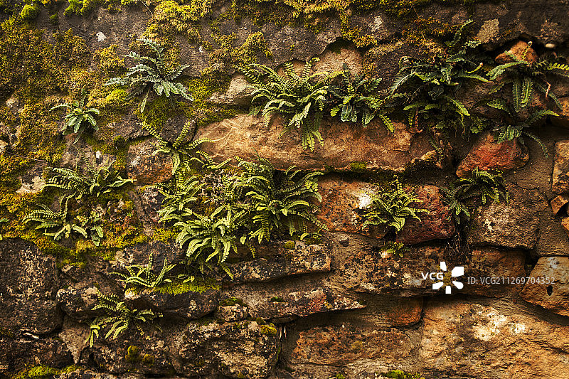 乡间的老苔藓石墙图片素材