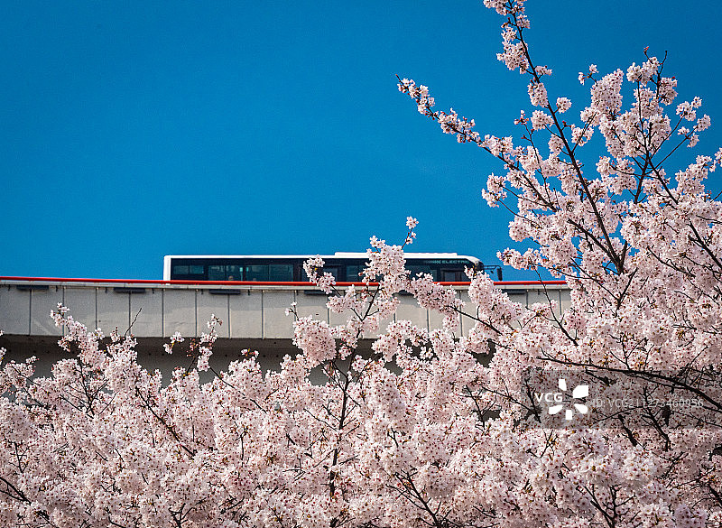 繁华都市的春天，蓝天白云下的樱花在最美公交车站开放图片素材