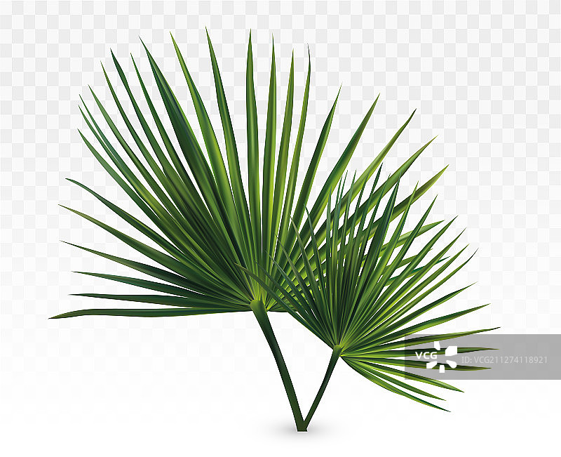 3d现实的绿色棕榈叶热带棕榈图片素材