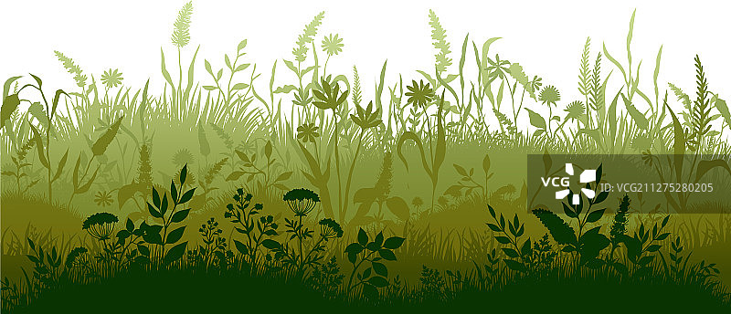 草剪影沼泽和沼泽平原杂草图片素材