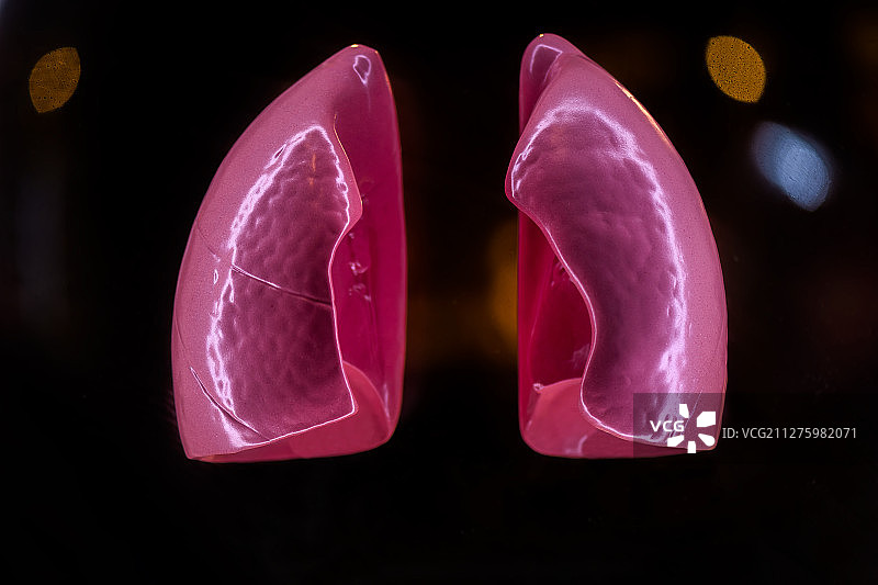 暗背景下的人体结构肺部模型图片素材