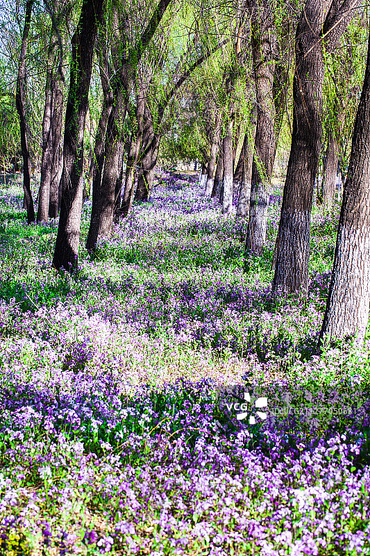 春天二月蓝紫花图片素材