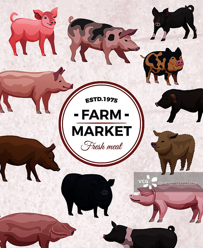 农贸市场广告海报与圆形框架和各种猪在光背景矢量插图图片素材