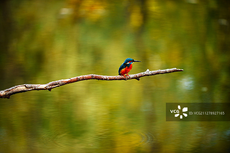 翠鸟映秋：一只翠鸟停在池塘边小憩，美丽的倩影映衬着浓浓秋色。图片素材