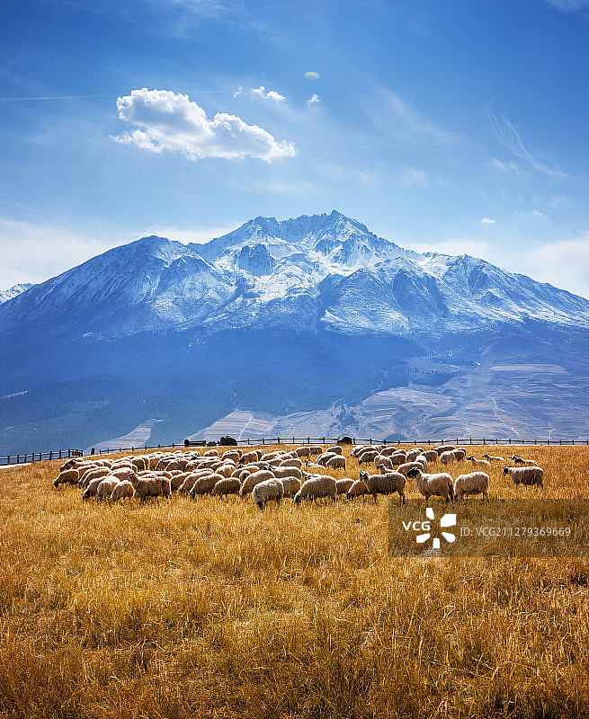 祁连卓尔山下放牧的羊群图片素材