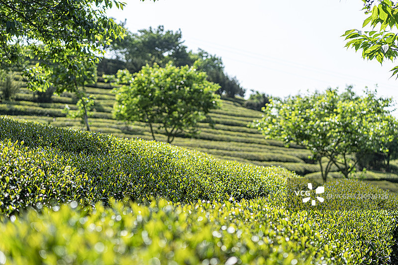 春天正在茂盛生长的茶树图片素材