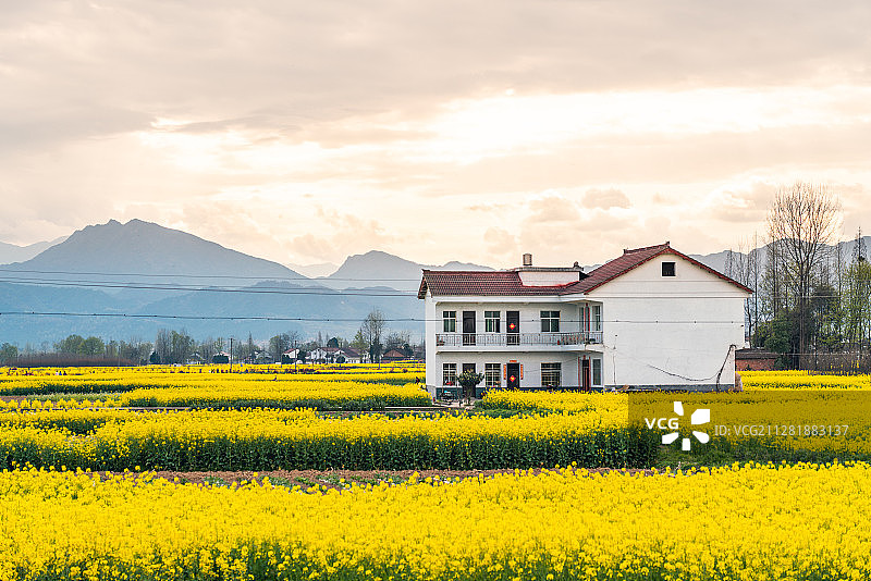 中国陕西汉中农村油菜花海中的白房子图片素材
