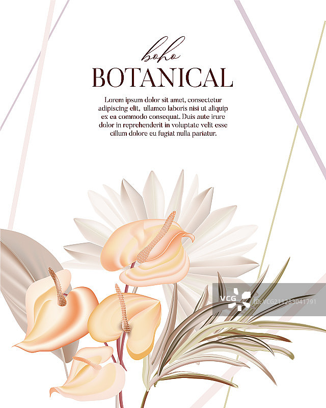波希米亚植物潘帕斯干棕榈兰马蹄莲图片素材