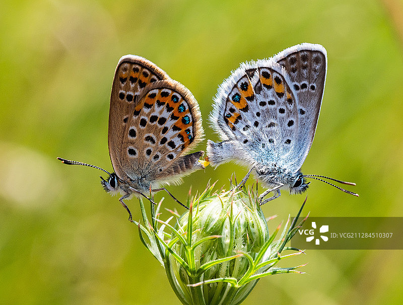 这是两只蝴蝶在花上交配的特写，Băile Herculane，罗马尼亚图片素材