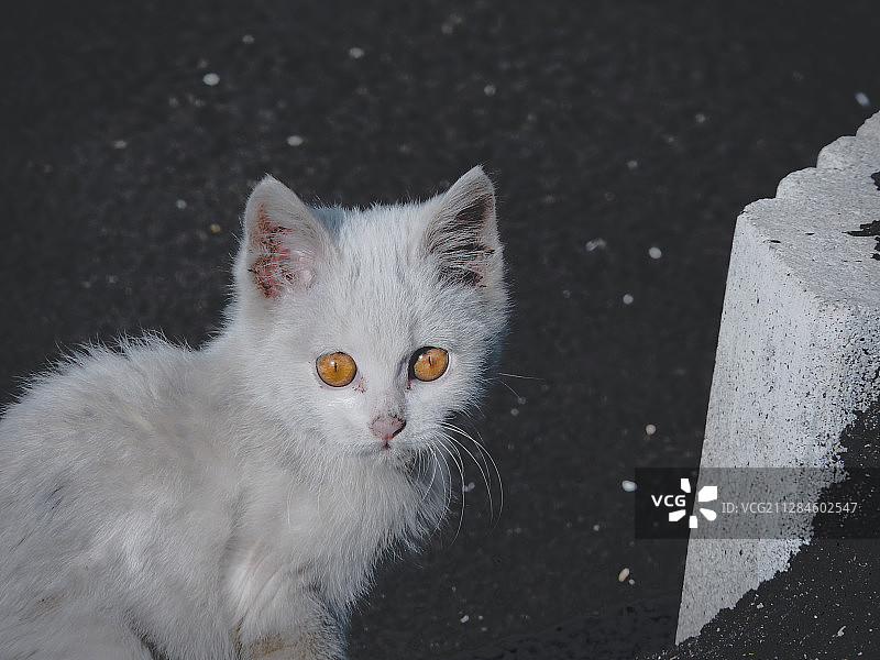 一只橙色眼睛的白色流浪猫坐在柏油路上图片素材