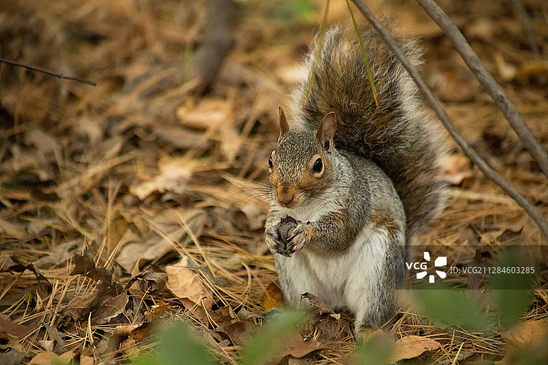 松鼠吃坚果的肖像，纽约，美国图片素材