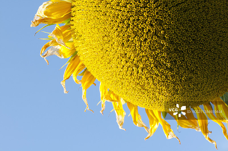 黄色向日葵对晴朗的蓝天的特写图片素材