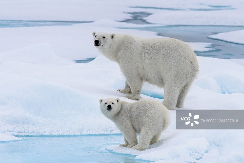 北极熊和幼崽，朗伊尔城，斯瓦尔巴群岛和扬马延群岛图片素材