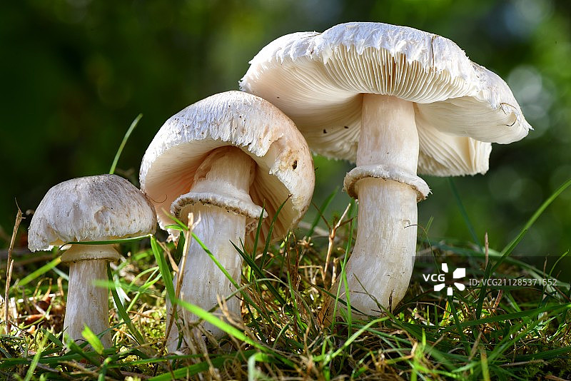 三个白色蘑菇的特写，蒙特卡莱，新阿基坦，法国图片素材