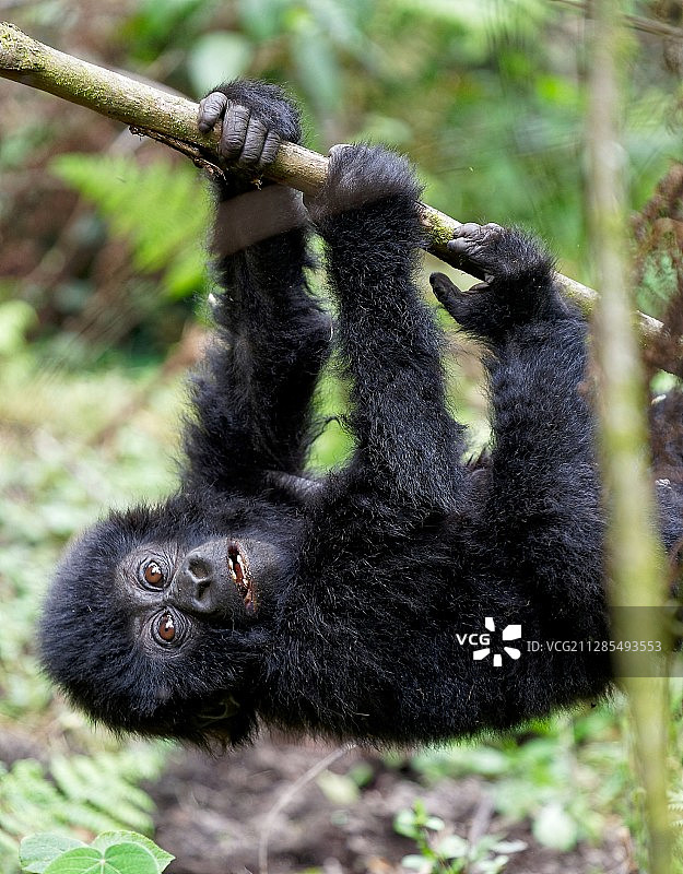 坦桑尼亚，马拉地区，穆古穆，分枝上的年轻山地大猩猩图片素材