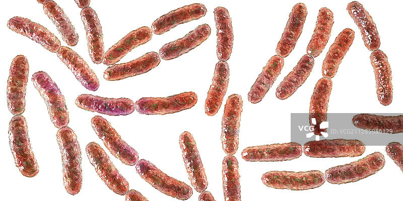 乳酸菌细菌,插图图片素材