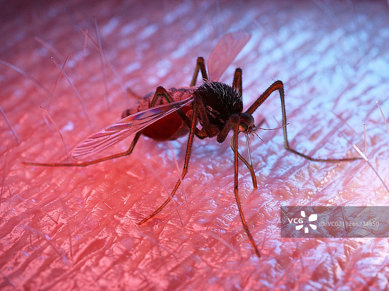 人类皮肤上的蚊子图片图片素材