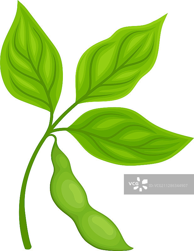 绿色大豆植株，荚果在白色上分离图片素材