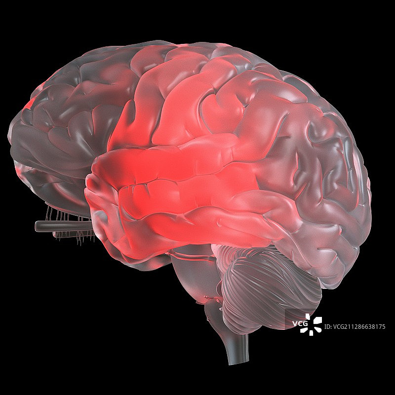 红色发光玻璃大脑的图解图片素材