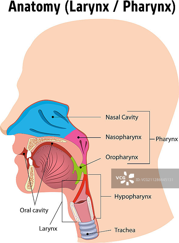 喉部和咽部解剖人体头部的传说图片素材
