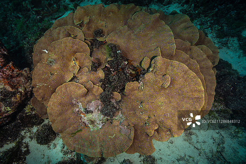 珊瑚礁图片素材