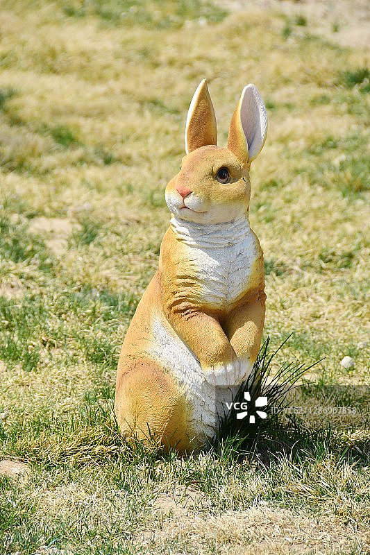 动物造型：兔子图片素材