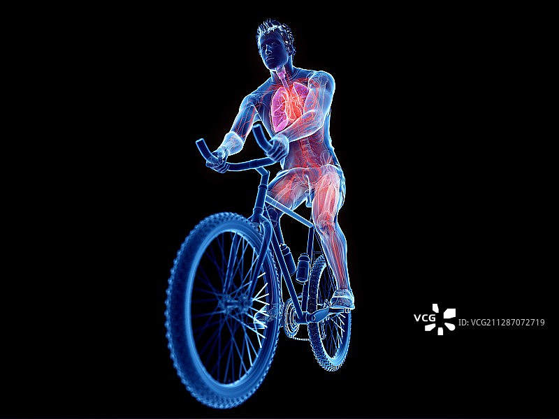一个骑自行车的人的解剖说明图片素材