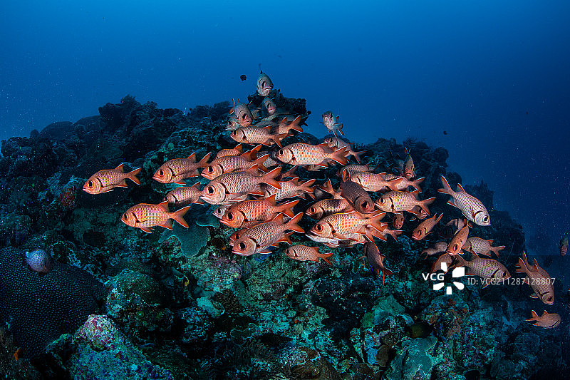 礁石上的一群大鳞锯鳞鱼图片素材