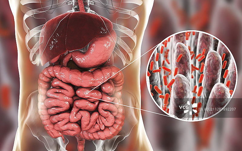 人体肠道中的细菌，说明图片素材