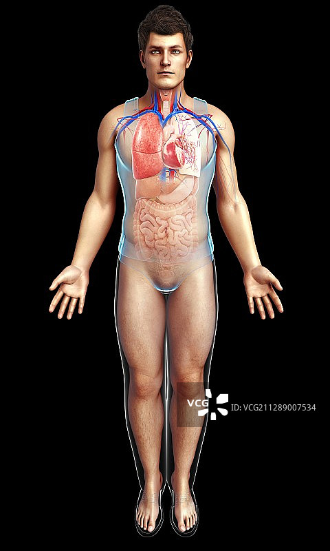 男性心肺系统，说明图片素材