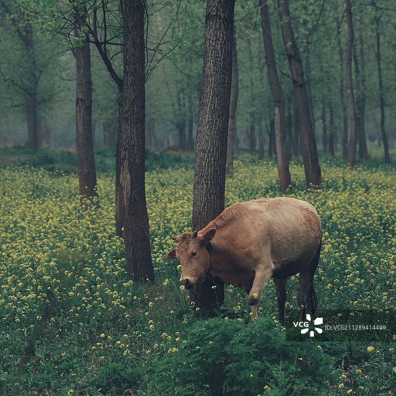 在森林的梦境里，牛哞声是呓语。图片素材