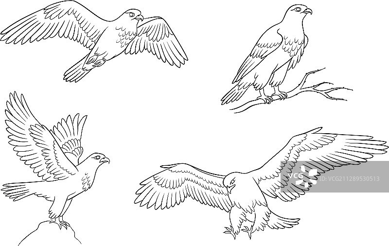 四只猎鹰的轮廓图片素材