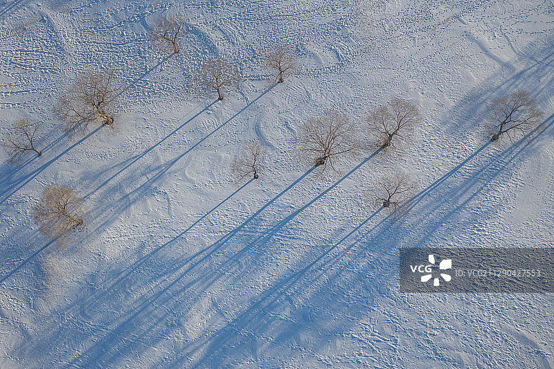 冬季航拍雪地上的树图片素材