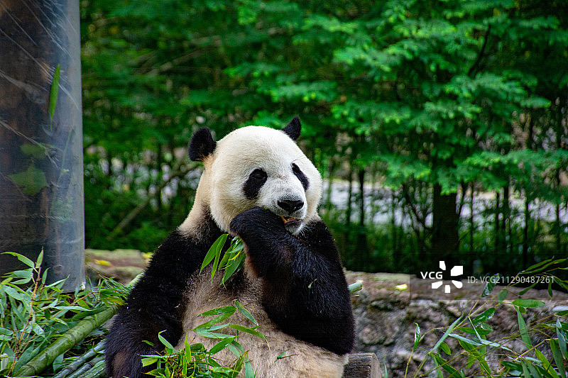 大熊猫吃竹子图片素材