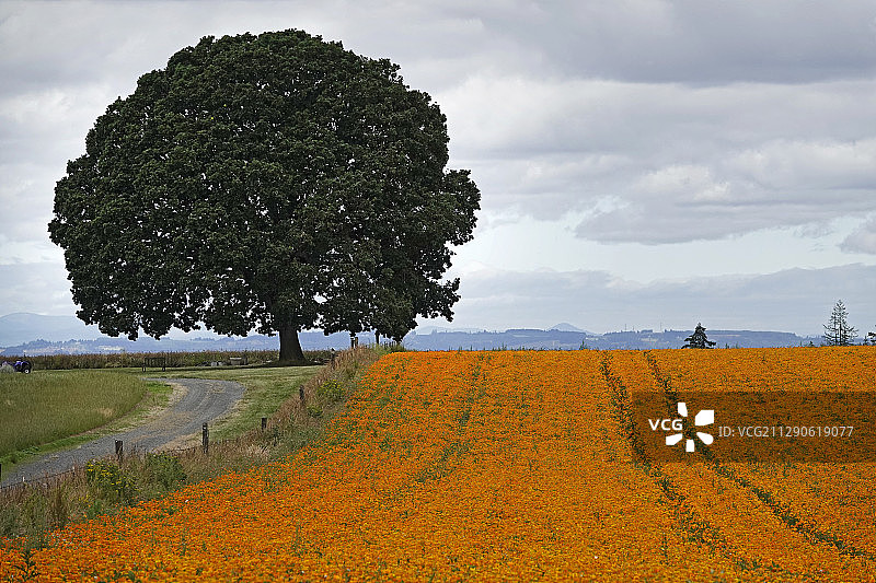 俄勒冈州的橡树和罂粟田图片素材
