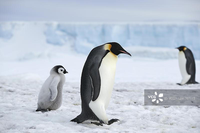 帝企鹅(Aptenodytes forsteri)，成年企鹅和小企鹅在冰上奔跑，雪山岛，威德尔海，南极洲图片素材