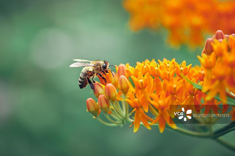 蜜蜂(Apis mellifera)，从蝴蝶草(Asclepias tuberosa)的橙色花朵上采集花蜜，斯蒂里亚，奥地利，欧洲图片素材