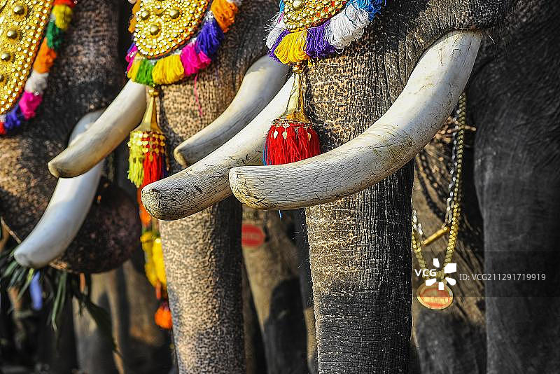装饰大象的象牙在寺庙节日，Thrissur，喀拉拉邦，南印度，印度，亚洲图片素材