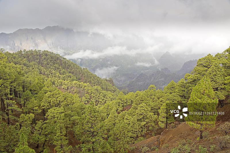 树木繁茂的小山，塔布里恩特火山口国家公园，拉帕尔马，加那利群岛，西班牙，欧洲图片素材