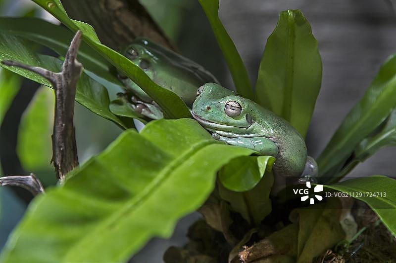 澳洲绿树蛙，瑞典，欧洲图片素材