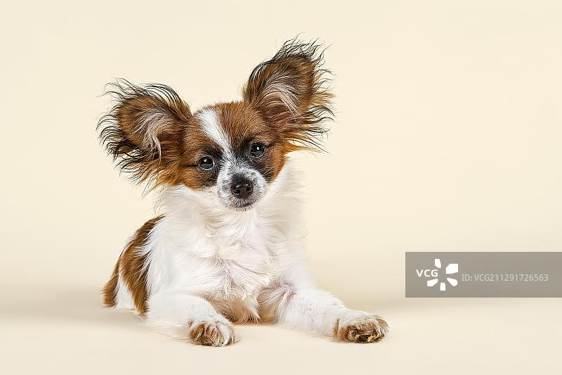 蝶耳犬幼犬，5个月，色白貂图片素材