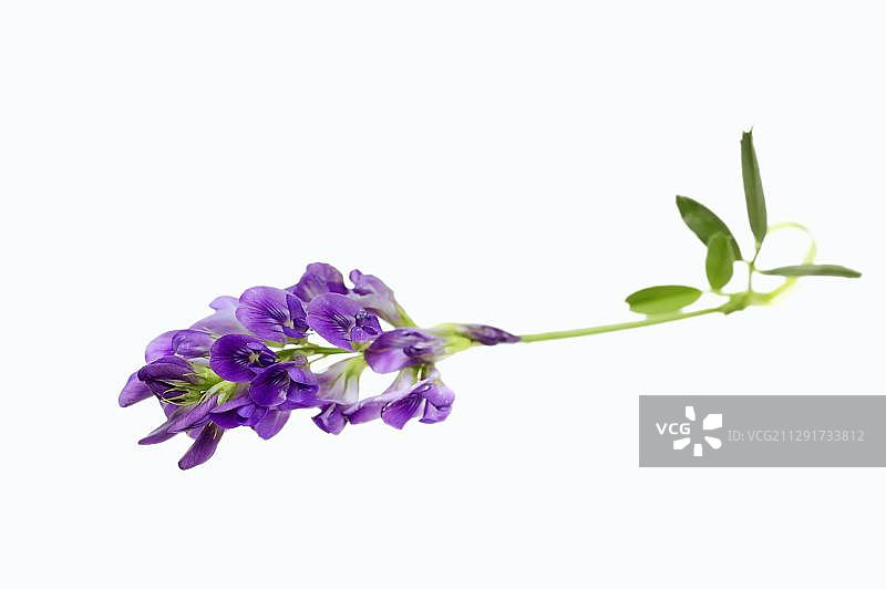紫花苜蓿(Medicago sativa)图片素材