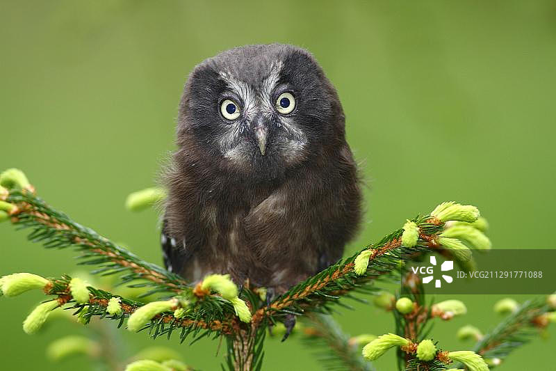 欧洲德国北莱茵-威斯特伐利亚州西格尔兰地区纽基兴的一棵云杉上栖息着一只北方猫头鹰或藤malm的猫头鹰(Aegolius funereus)图片素材