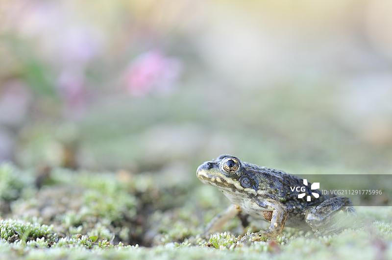 幼年池塘蛙(Pelophylax kl. Esculentus, Pelophylax Esculentus, Rana esculenta)在一个砾石坑附近，莱比锡，萨克森，德国，欧洲图片素材