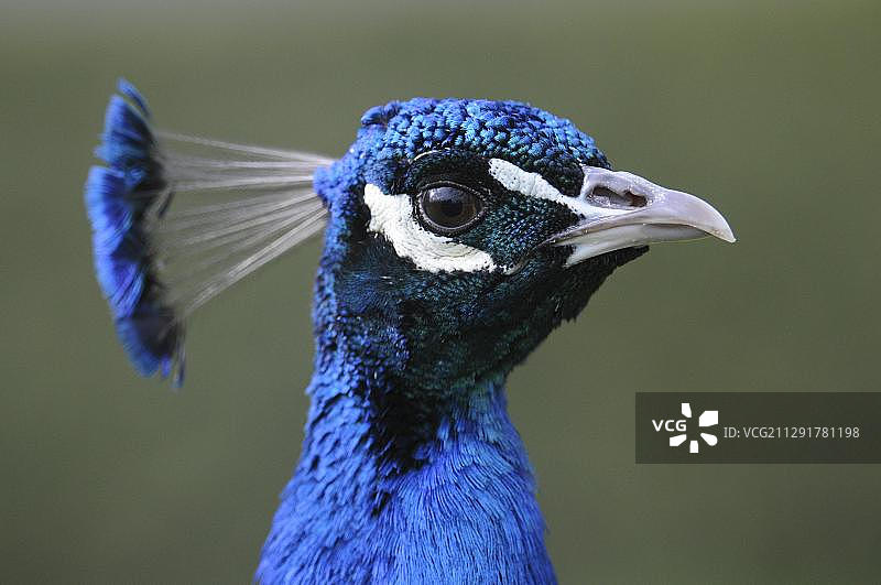 蓝孔雀，雄孔雀，德国萨克森，欧洲图片素材
